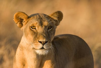 Lion Samburu 05.jpg