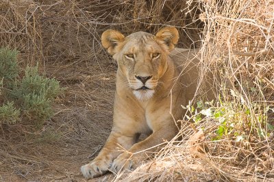 Lion Samburu 06.jpg