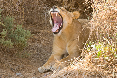 Lion Samburu 07.jpg