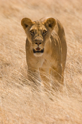 Lion Samburu 08.jpg