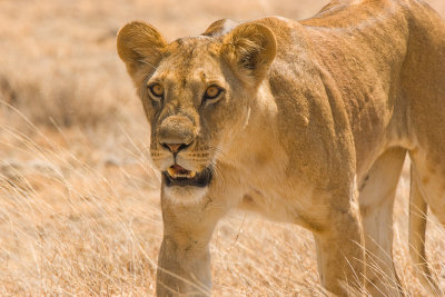Lion Samburu 09.jpg