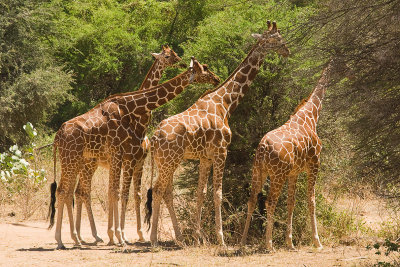 Reticulated Giraffe Samburu 01.jpg