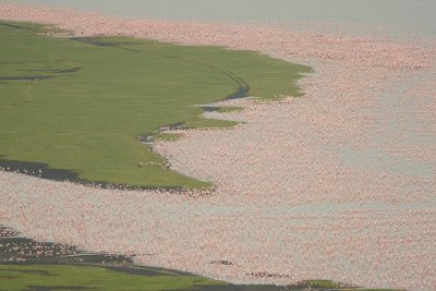 Flamingos  Lake Nakuru-01.jpg