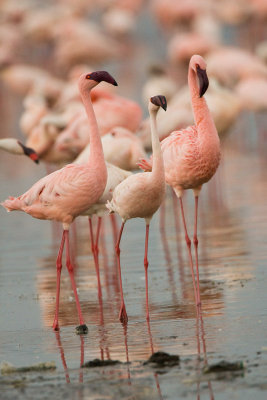 Flamingos  Lake Nakuru-02.jpg