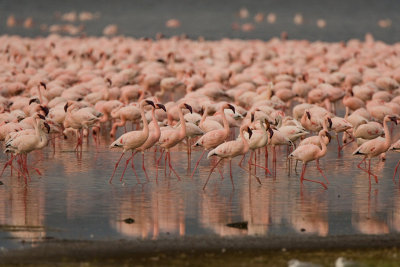 Flamingos  Lake Nakuru-03.jpg