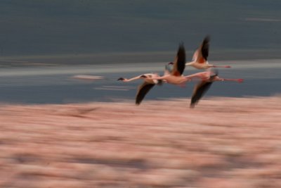 Flamingos  Lake Nakuru-04.jpg