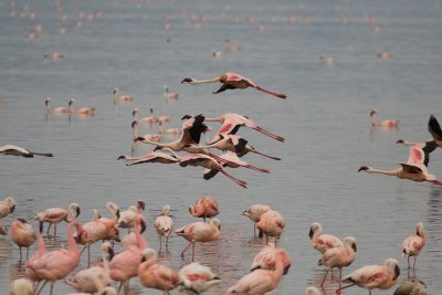 Flamingos  Lake Nakuru-06.jpg