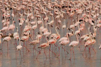 Flamingos  Lake Nakuru-07.jpg