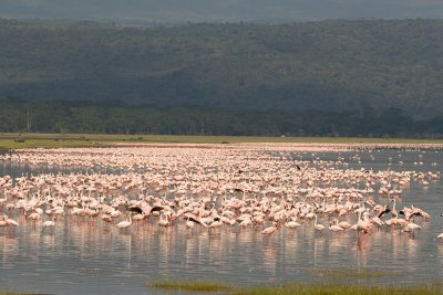 Flamingos  Lake Nakuru-08.jpg