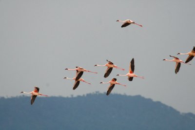 Flamingos  Lake Nakuru-09.jpg