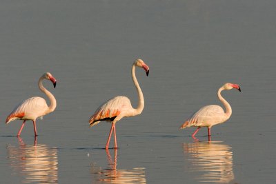 Greater Flamingos  Lake Nakuru-10.jpg