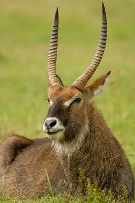 Defassa Waterbuck    Nakuru-01.jpg