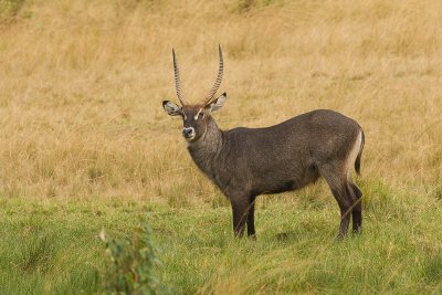 Defassa Waterbuck    Nakuru-02.jpg