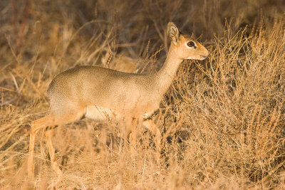 Dik-dik   Samburu-01.jpg