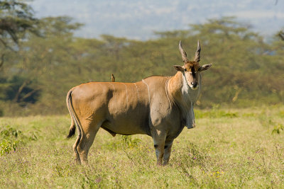 Eland Nakuru-01.jpg