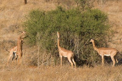 Gerenuk Samburu-01.jpg