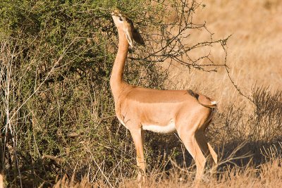 Gerenuk Samburu-02.jpg
