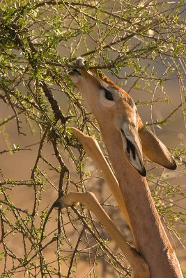 Gerenuk Samburu-04.jpg