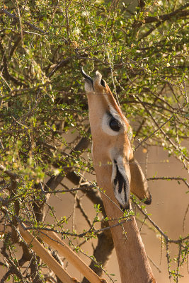 Gerenuk Samburu-05.jpg