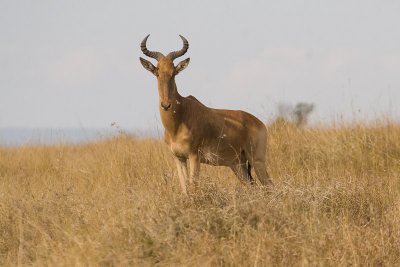 Hartebeest      Masai Mara-01.jpg