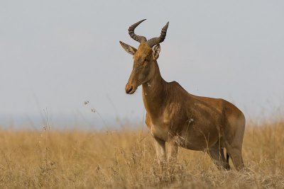 Hartebeest      Masai Mara-02.jpg