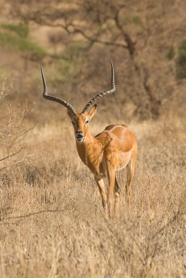 Impala   Samburu-01.jpg