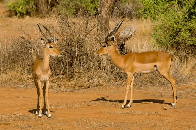 Impala   Samburu-02.jpg