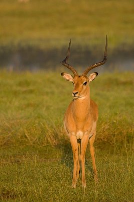 Impala   Samburu-04.jpg