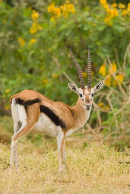 Thompson's Gazelle Amboseli-01.jpg