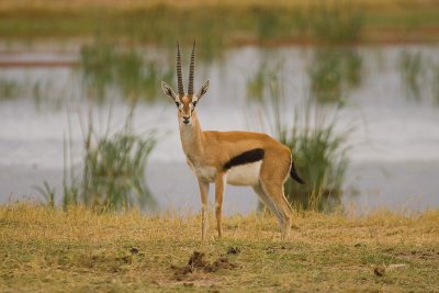 Thompson's Gazelle Amboseli-02.jpg
