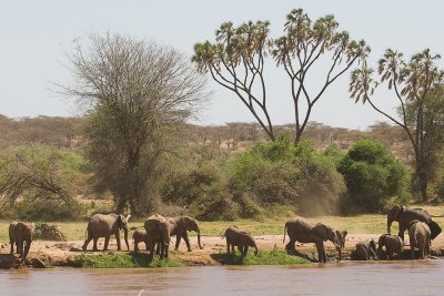 Elephants       Samburu-03