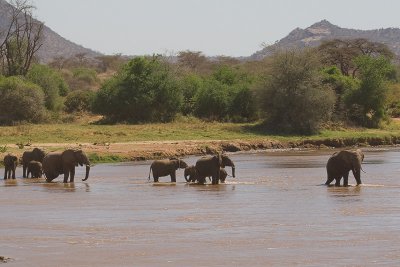 Elephants       Samburu-04