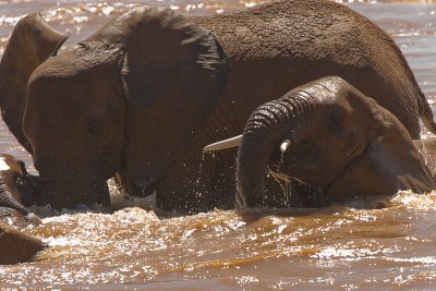 Elephants       Samburu-05