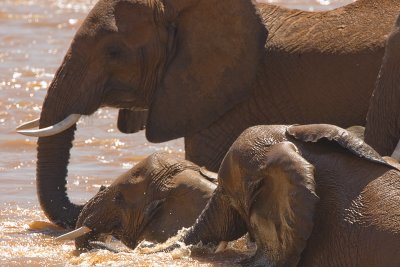 Elephants       Samburu-06