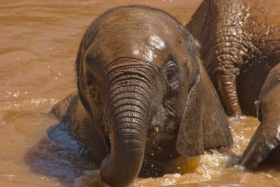 Elephants       Samburu-07