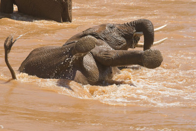 Elephants       Samburu-08
