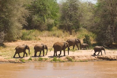 Elephants       Samburu-09