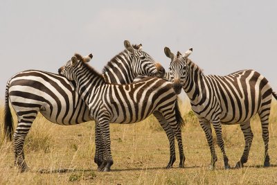 Common Zebra  Masai Mara-03.jpg