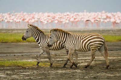 Common Zebra Lake Nakuru.jpg