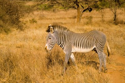 Grevy's Zebra Samburu-01.jpg