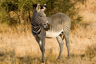 Grevy's Zebra  Samburu-02.jpg