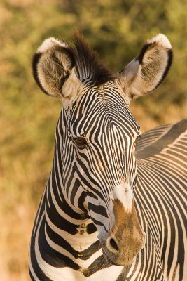 Grevy's Zebra  Samburu-03.jpg