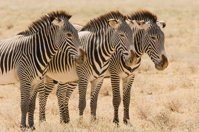 Grevys Zebra  Samburu-04.jpg