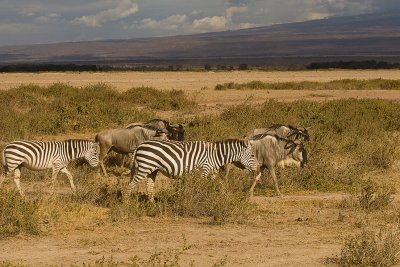 Common Zebra Amboseli-01.jpg