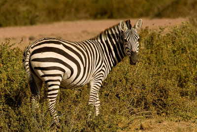 Common Zebra Amboseli-02.jpg