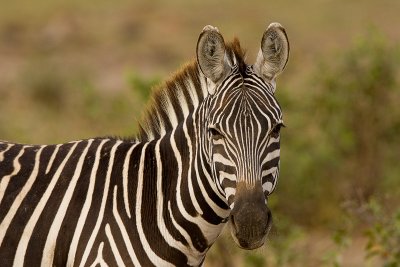 Common Zebra Amboseli-03.jpg
