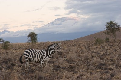 Common Zebra Amboseli-04.jpg