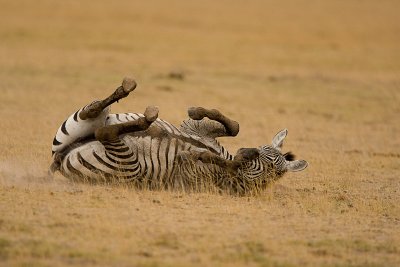 Common Zebra Amboseli-05.jpg