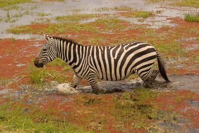 Common Zebra Amboseli-07.jpg