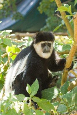 Colobus Monkey  Burguret River-01.jpg